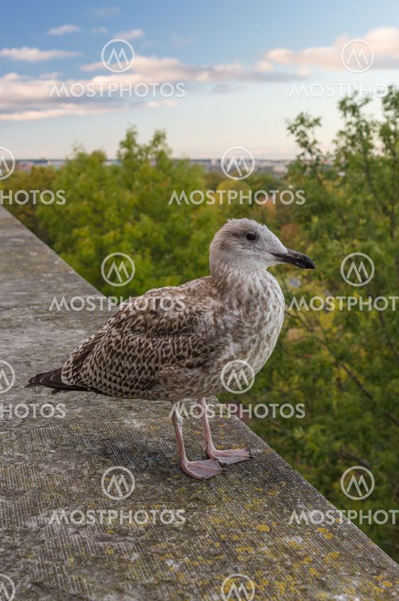 Young seagull standing on the stone fence of viewing platform