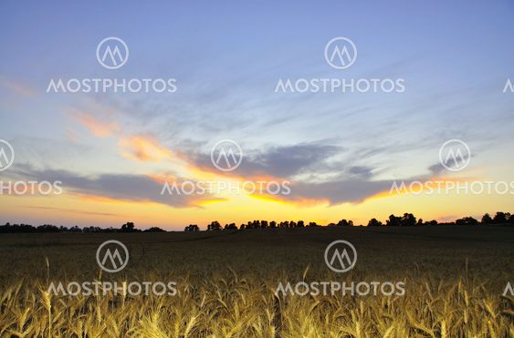 Colorful sunset over wheat field