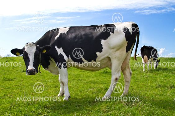 Cows outdoors summer picture 2