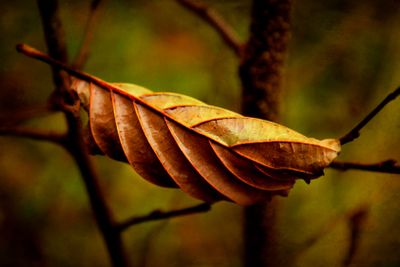 Beech-leaf