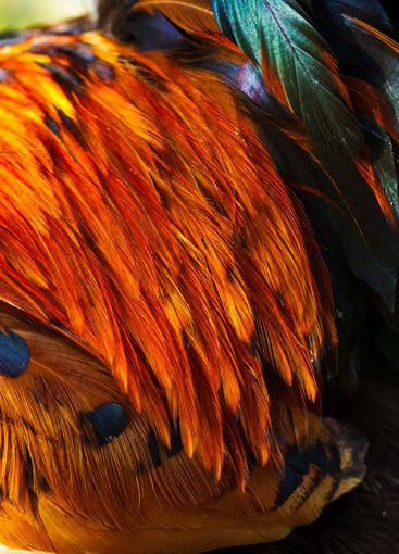 Vibrant orange and blue feathers showcasing the beauty...