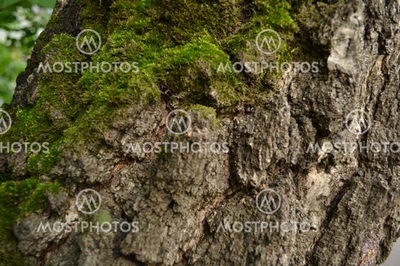 bark of an old tree with a moss