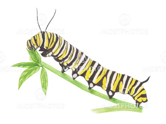 Carterpillar