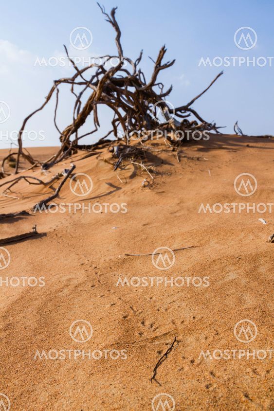 Animal tracks in desert sand