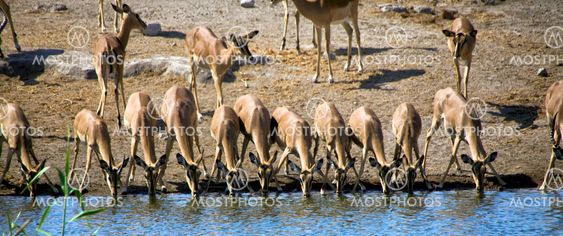 a group of blackfaced impala drinking in a waterhole at etosha national park namibia