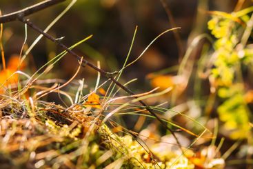Tranquil autumn nature background in a sunset light.