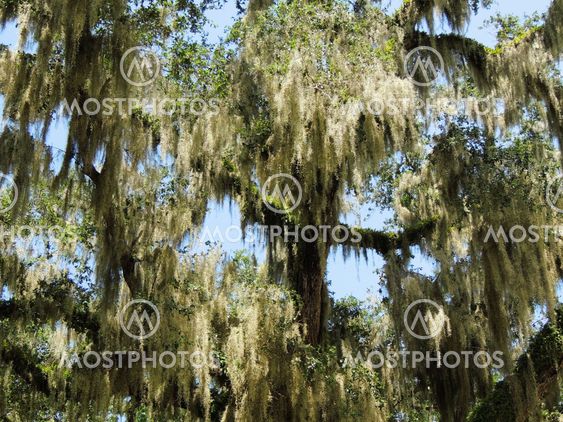 Spanish Moss on Live Oak Tree