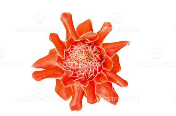 Etlingera elatior