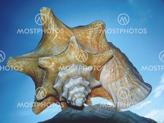 Iluminated seashell
