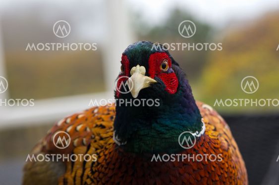 Fasan (Phasianus colchicus)