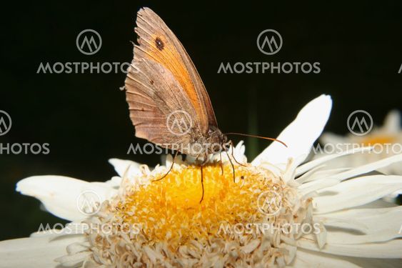 Small Heath (Coenonympha pamphilus)
