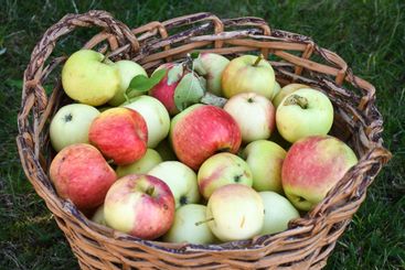 Korg med svenska äpplen
