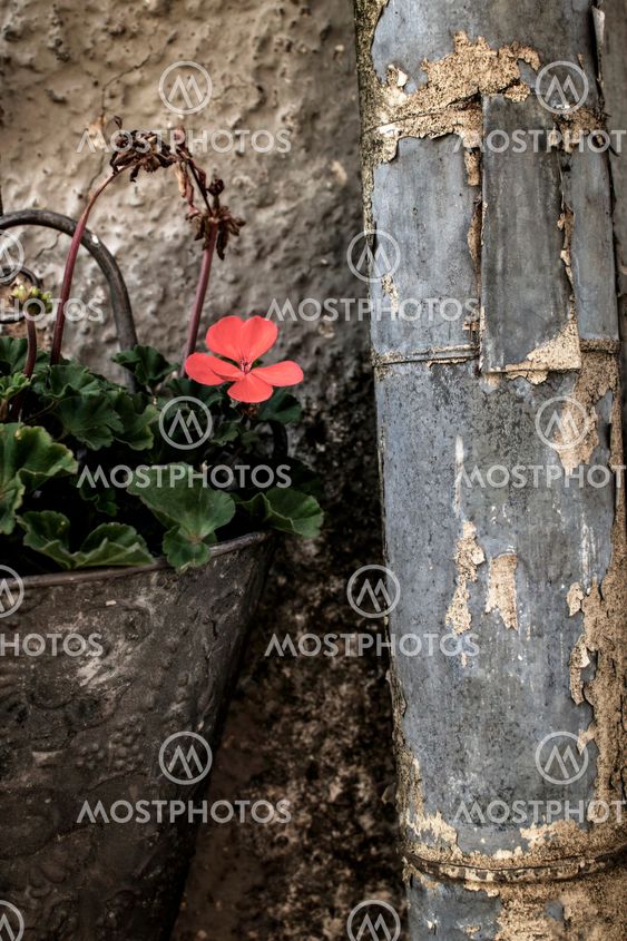 Vintage still life of flower in old fashioned wall pot...