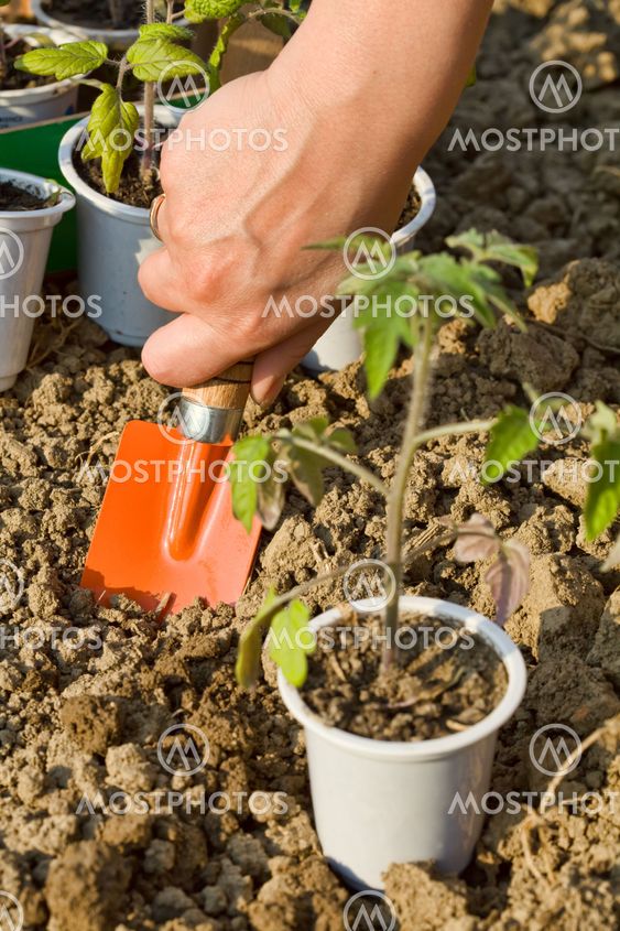 Growing food - planting seedlings