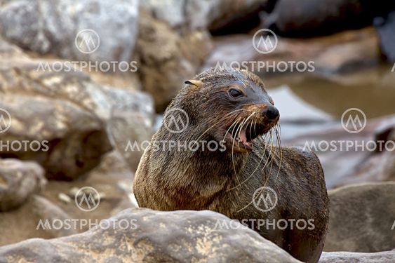 fur seal on the beach at cape cross seal reserve namibia
