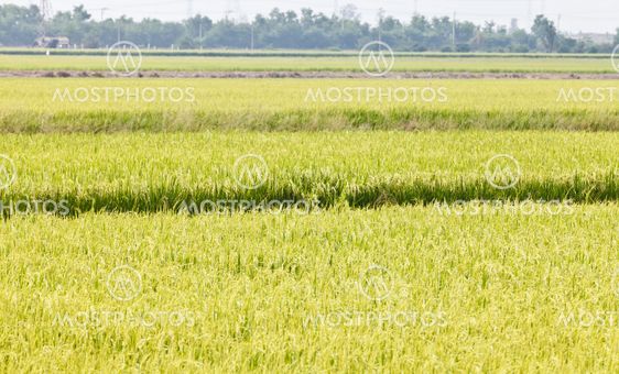 Green rice fields