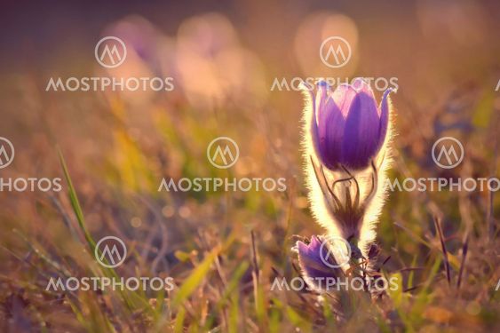 Pasque Flower blooming on spring meadow at the sunset -...