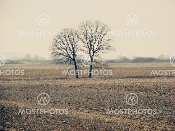 tree