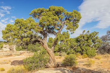 Utah juniper trees at Cold Shivers Point