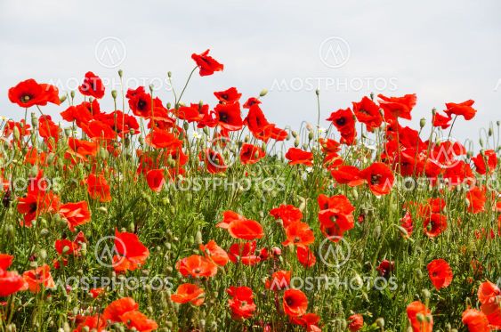 Massor av blommande vallmo i ett sommarfält