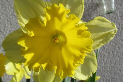 daffodil flower