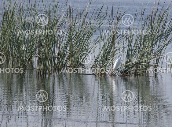 Egret in wetlands facing right