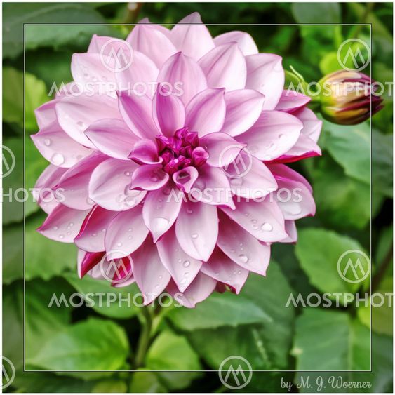 Typology of Dahlia – Waterlily Dahlias 2/6