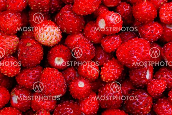 wild strawberry