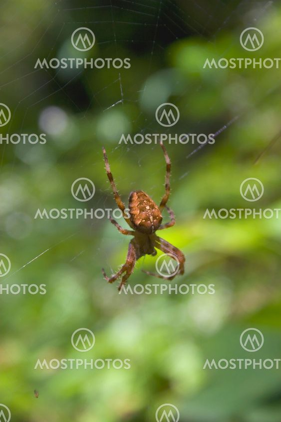 europæiske haven spider