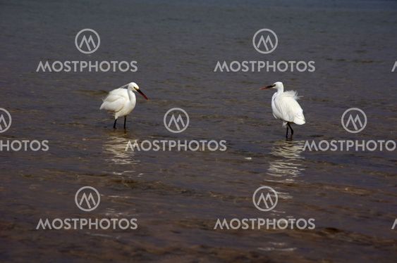 Par egrets