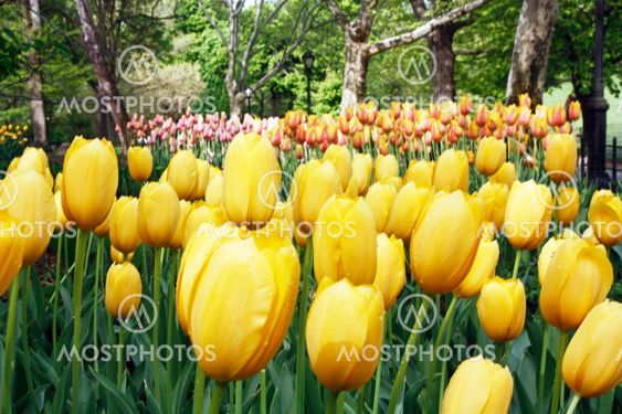 Field Of Tulips