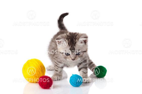 kitten with balls of threads. little kitten on white background.