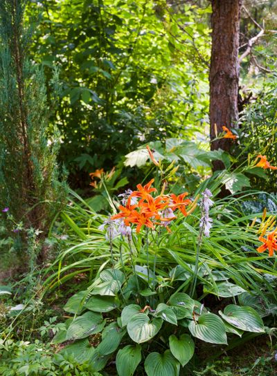 lily shrub, pine tree and juniper in green forest