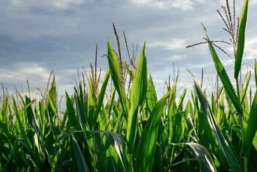 Corn crop stalks with tassel