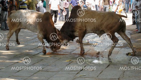 Bull Market