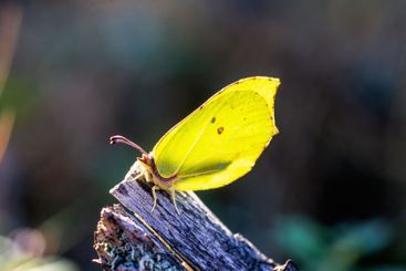 Beautiful Brimstone butterfly a sunny spring day