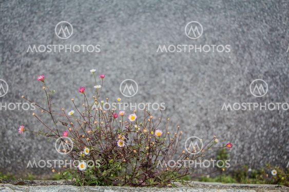 wall daisies