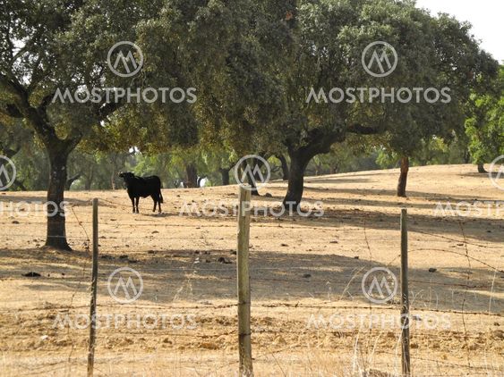Bull in a Field