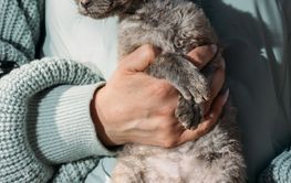 Obedient Devon Rex Cat With Grey Fur Color Sit On Hands....