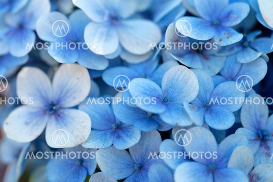 Blue Flowers
