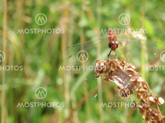 Red Dragonfly