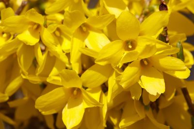 Forsythia