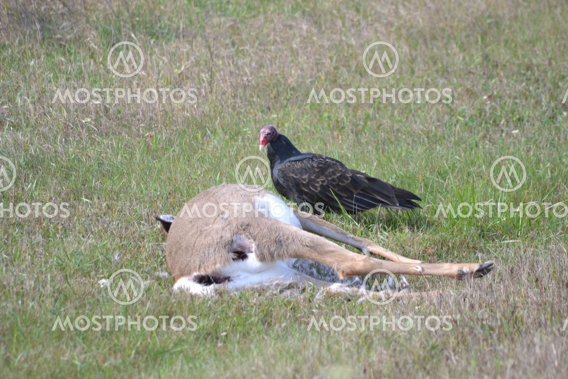 "Turkey Vulture Eating a Deer" by Lindsey Lewandowski ...