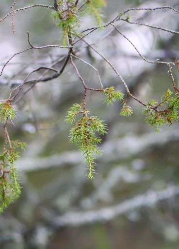 Close-up of juniper tree. Medicinal evergreen plant.