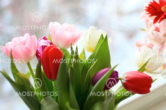 Tulips