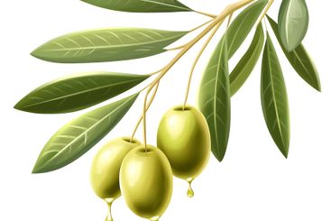 Olive Branch with Dripping Oil