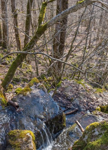 Creek and a waterfall in the woodland at spring