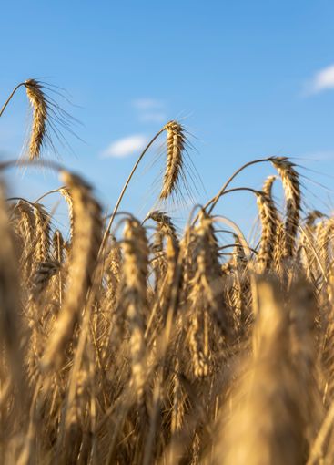 wheat field before harvest in the summer season