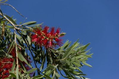 plant, flower, bloom, blossom, flowering, red, seed,...