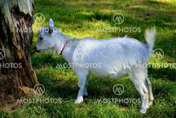 Little Goat